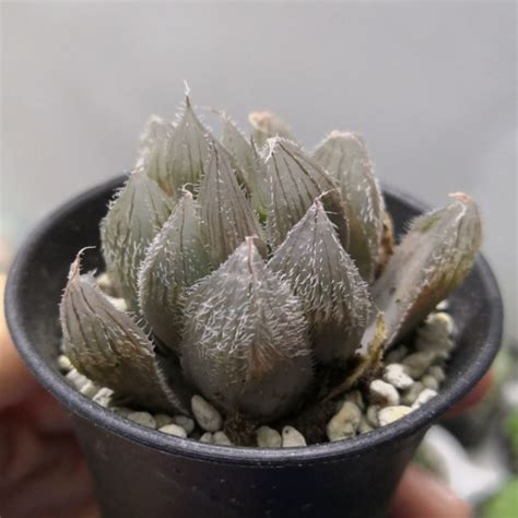 黑肌玉露|黑肌玉露 Haworthia cooperi cv. Black Muscle